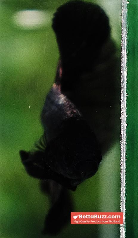 Betta fish OHM Black Copper Dragon - Image 7