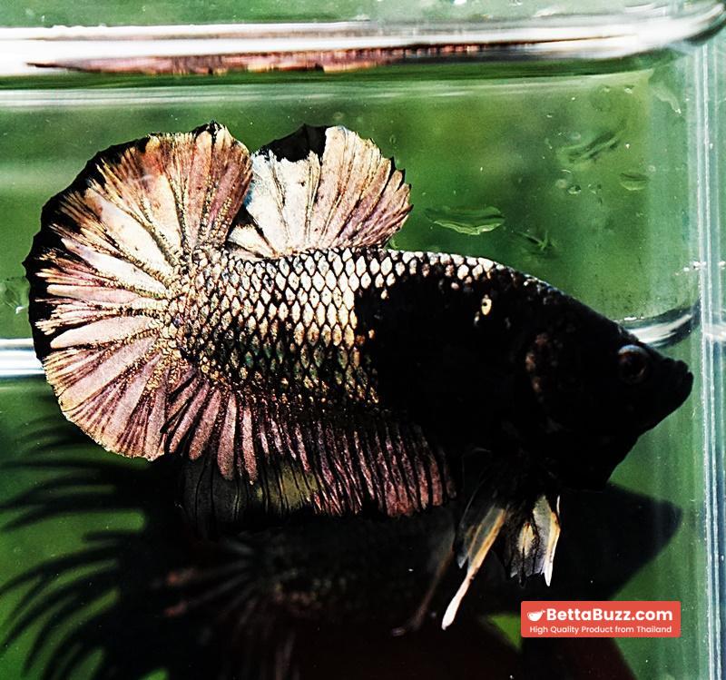 Betta fish HMPK Black Mermaid Copper (Rare) - Image 2