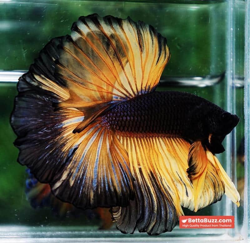 Betta fish OHM Black Pumpkin Black Ring - Image 3