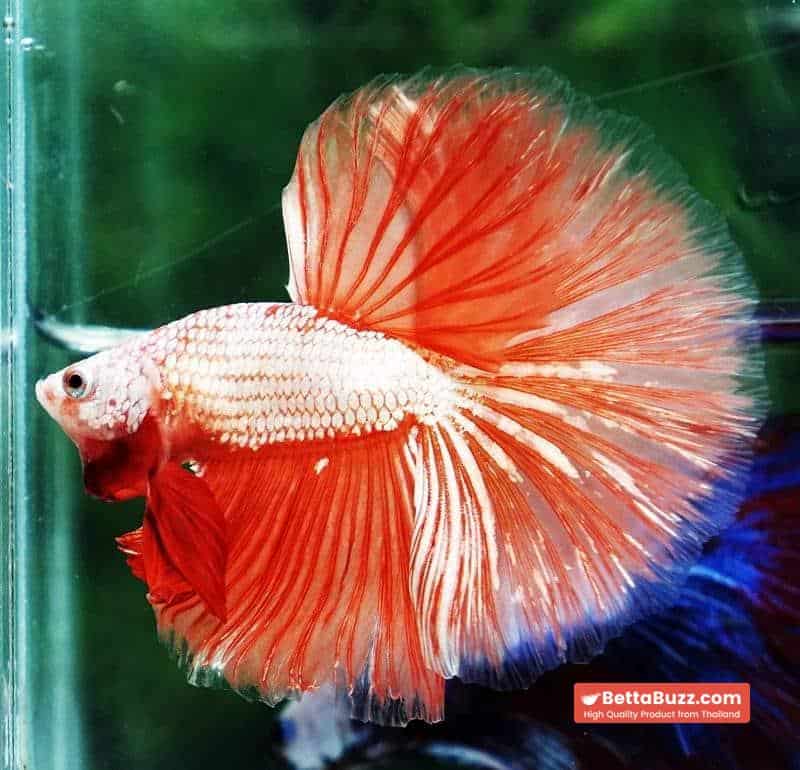 Betta fish OHM Sunshine Dragon - Image 3
