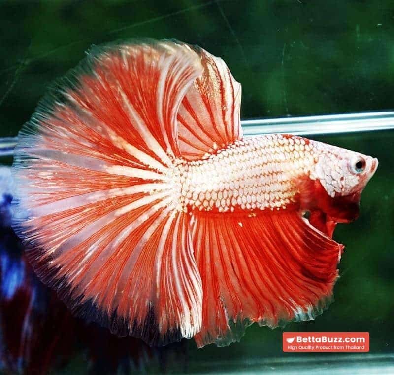 Betta fish OHM Sunshine Dragon - Image 5