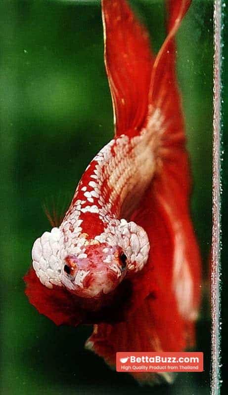 Betta fish OHM Sunshine Dragon - Image 6