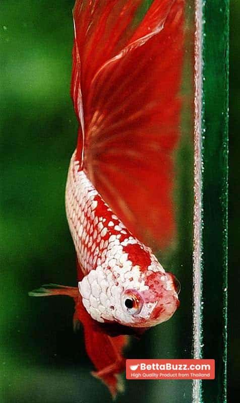 Betta fish OHM Sunshine Dragon - Image 7