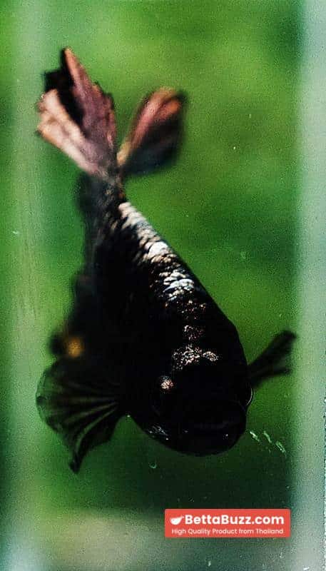 Betta fish HMPK Black Mermaid Copper (Rare) - Image 7