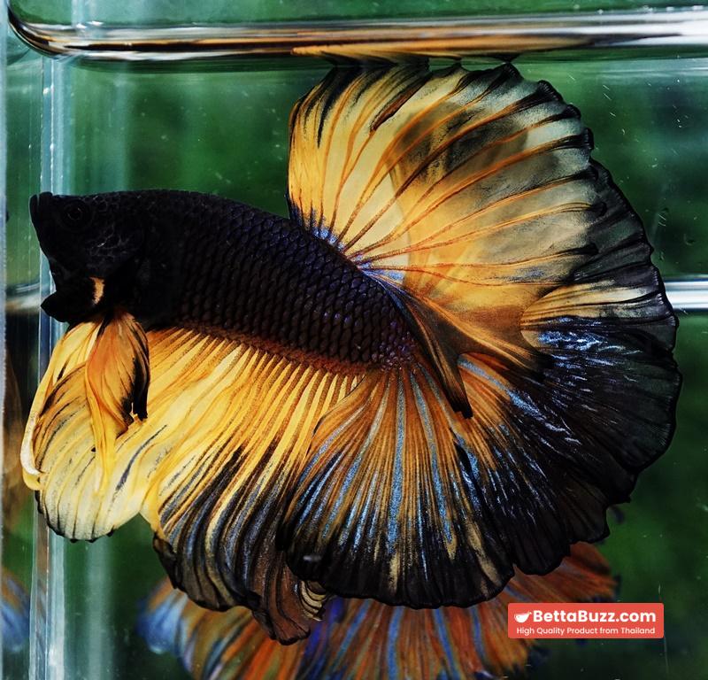 Betta fish OHM Black Pumpkin Black Ring - Image 2