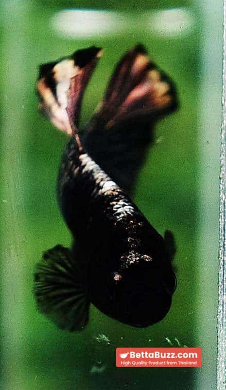 Betta fish HMPK Black Mermaid Copper (Rare) - Image 8