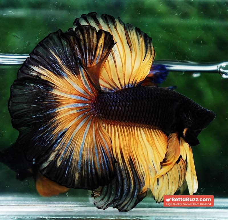 Betta fish OHM Black Pumpkin Black Ring - Image 5