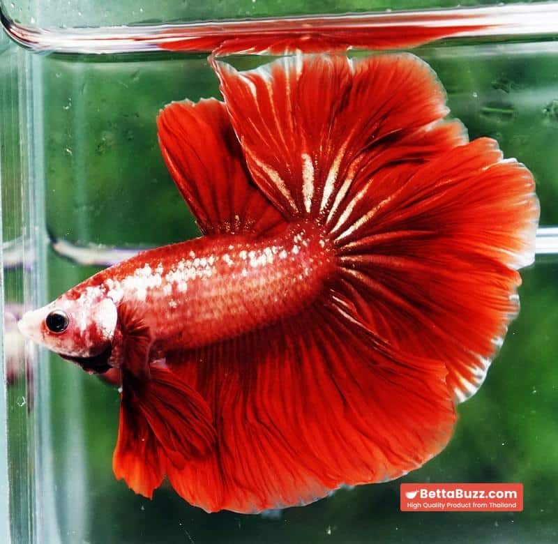 Betta fish OHM Red Gold Poison Rosetail - Image 5