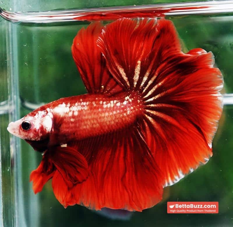 Betta fish OHM Red Gold Poison Rosetail - Image 3