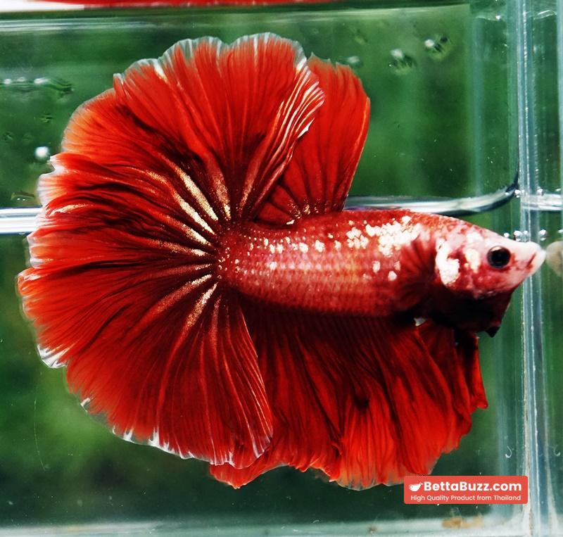 Betta fish OHM Red Gold Poison Rosetail