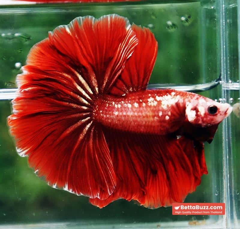 Betta fish OHM Red Gold Poison Rosetail - Image 2