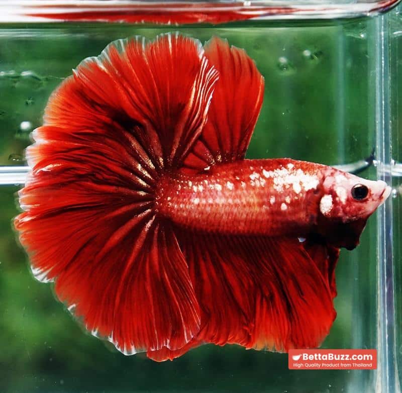 Betta fish OHM Red Gold Poison Rosetail - Image 4