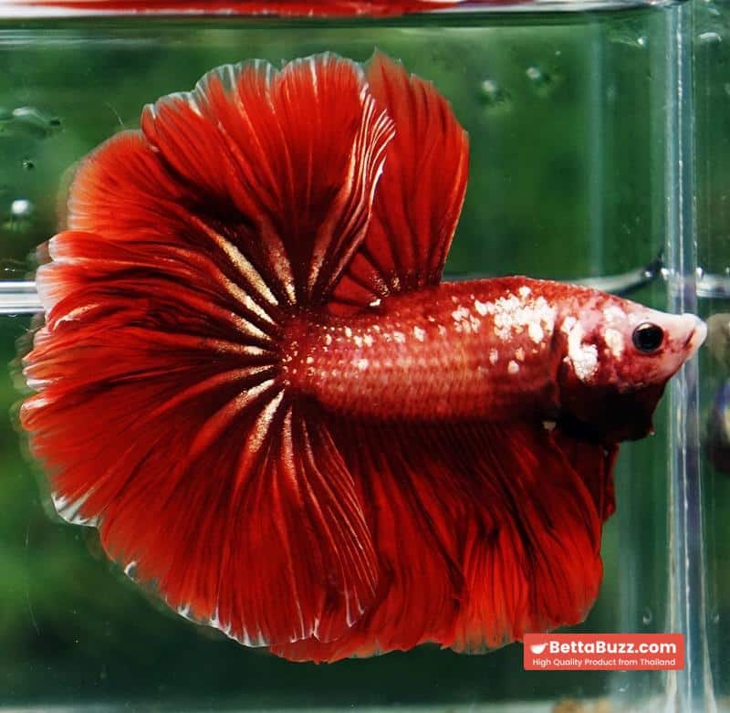 Betta fish OHM Red Gold Poison Rosetail - Image 6