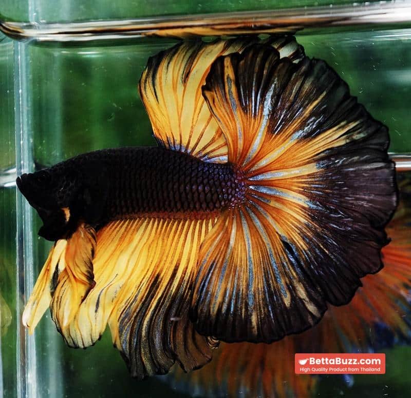 Betta fish OHM Black Pumpkin Black Ring - Image 6