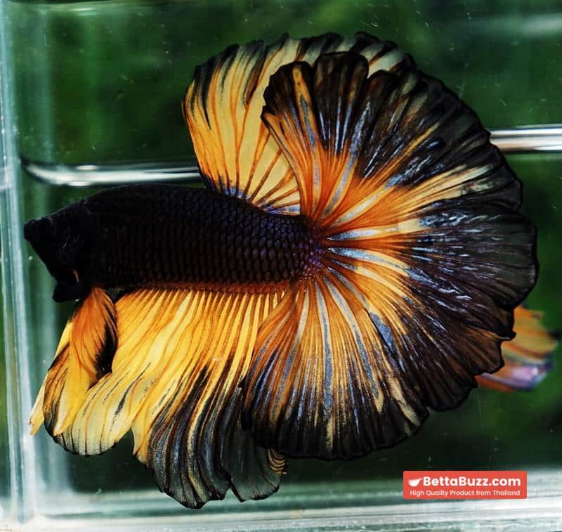 Betta fish OHM Black Pumpkin Black Ring - Image 4