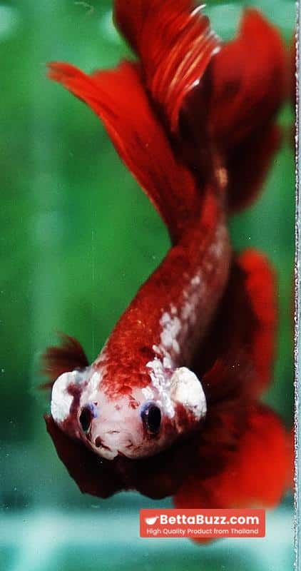 Betta fish OHM Red Gold Poison Rosetail - Image 7