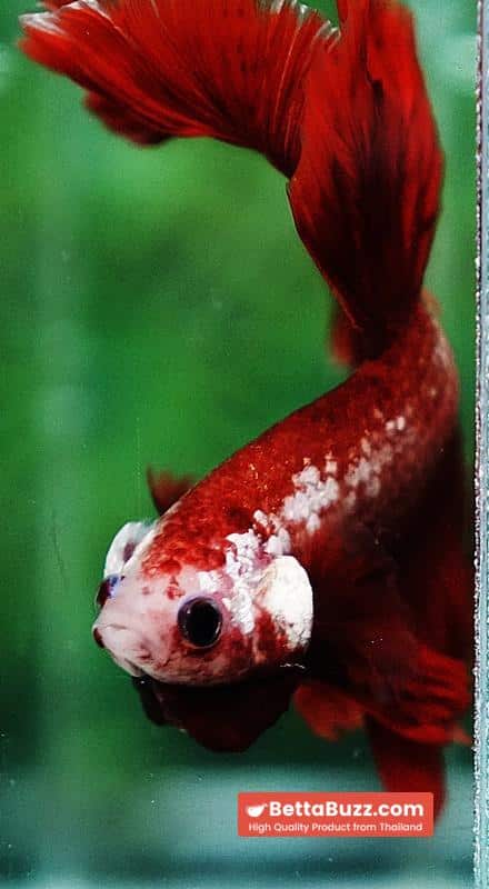 Betta fish OHM Red Gold Poison Rosetail - Image 8