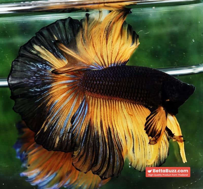 Betta fish OHM Black Pumpkin Black Ring - Image 7