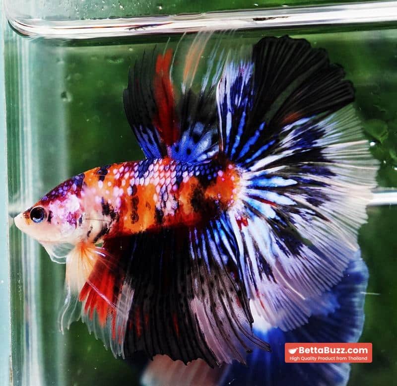 Betta fish HM Multicolor Candy Nemo Hawk - Image 5