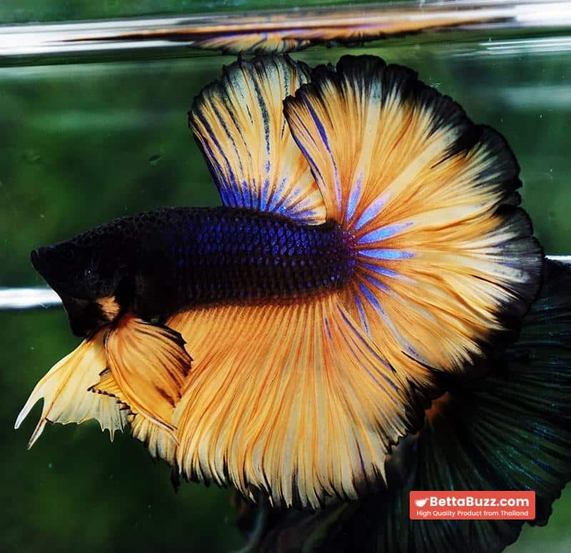 Betta fish Black Pumpkin Sky Hawk Rosetail OHM - Image 2