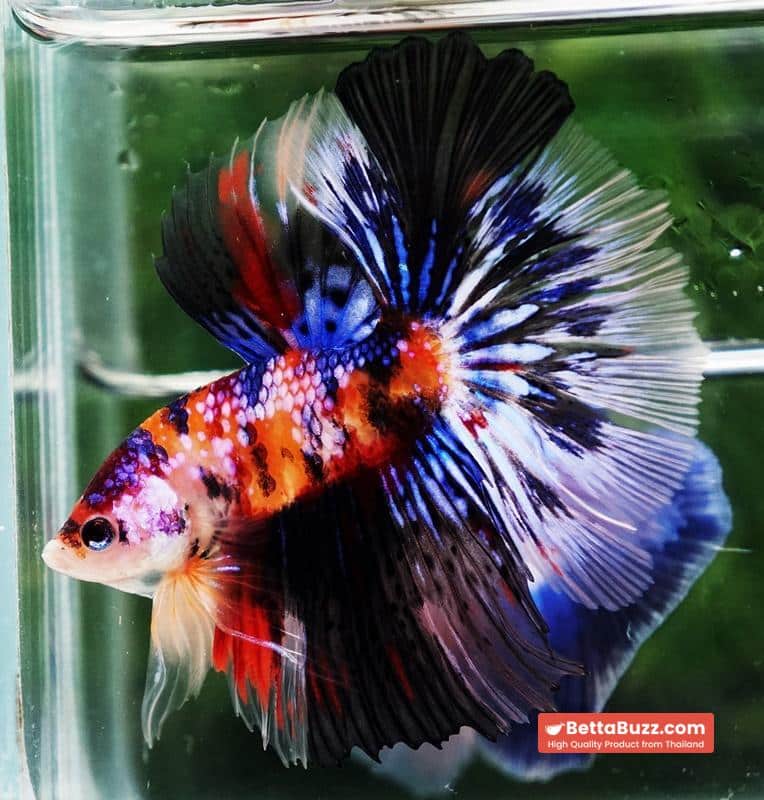 Betta fish HM Multicolor Candy Nemo Hawk - Image 7