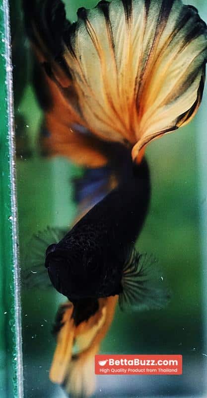 Betta fish OHM Black Pumpkin Black Ring - Image 8
