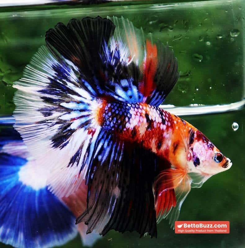 Betta fish HM Multicolor Candy Nemo Hawk - Image 6