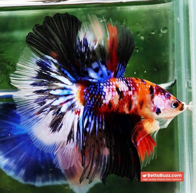 Betta fish HM Multicolor Candy Nemo Hawk - Image 2