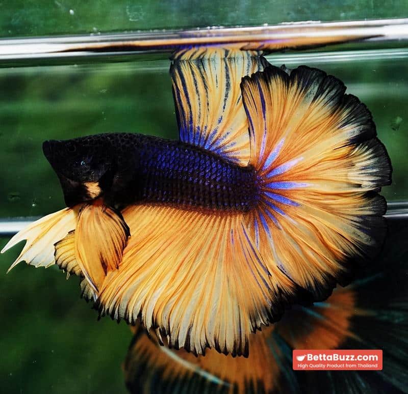 Betta fish Black Pumpkin Sky Hawk Rosetail OHM - Image 6