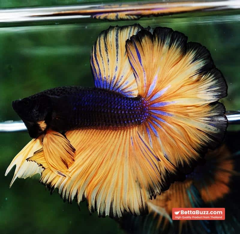 Betta fish Black Pumpkin Sky Hawk Rosetail OHM - Image 4