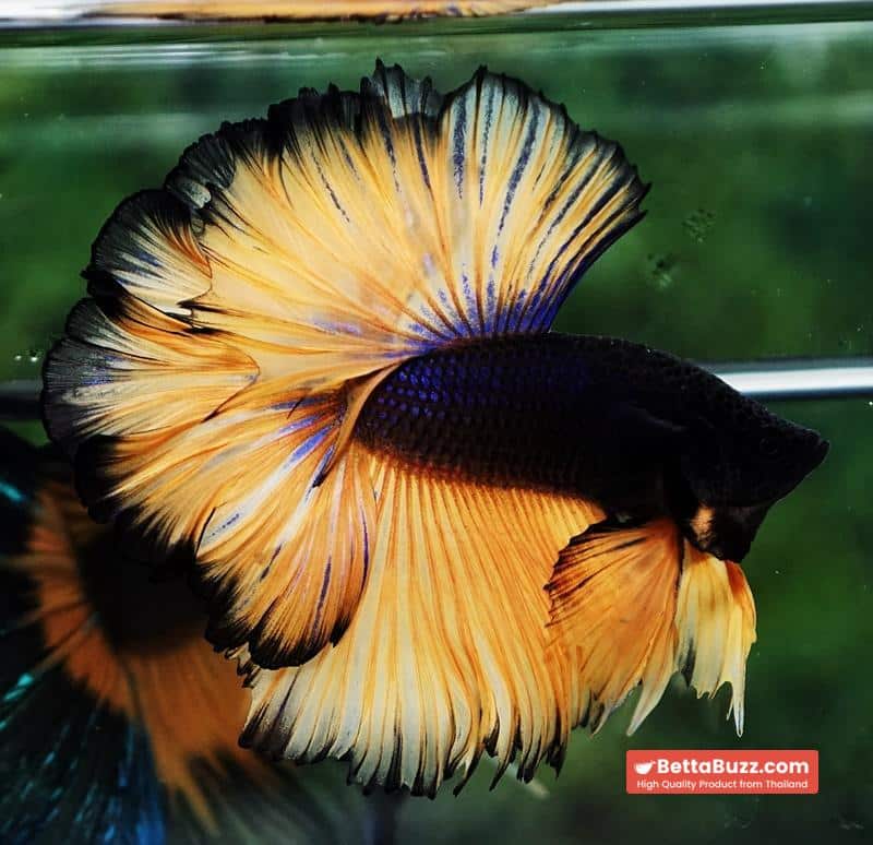 Betta fish Black Pumpkin Sky Hawk Rosetail OHM - Image 5