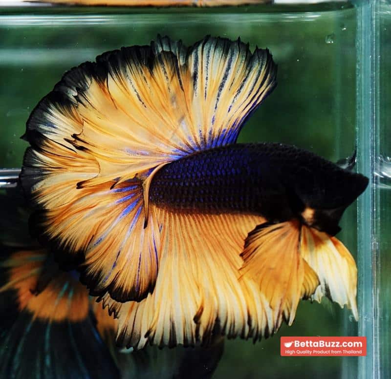 Betta fish Black Pumpkin Sky Hawk Rosetail OHM - Image 3