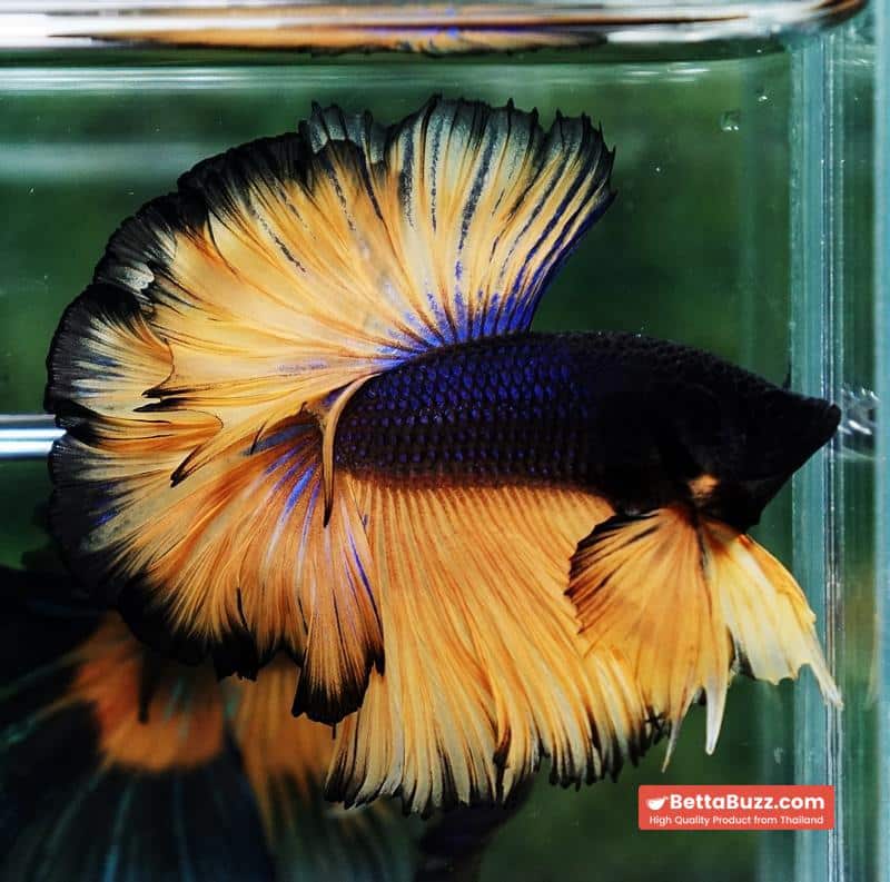 Betta fish Black Pumpkin Sky Hawk Rosetail OHM - Image 7