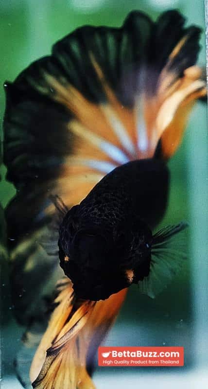 Betta fish OHM Black Pumpkin Black Ring - Image 9