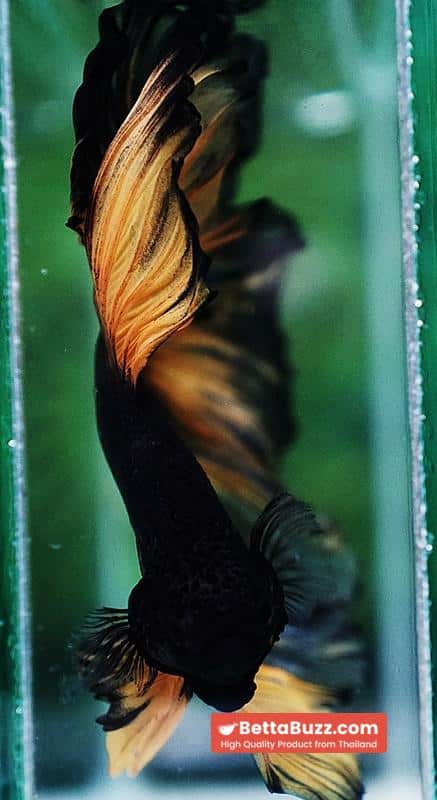 Betta fish OHM Black Pumpkin Black Ring - Image 10