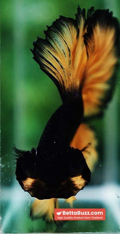 Betta fish Black Pumpkin Sky Hawk Rosetail OHM - Image 8