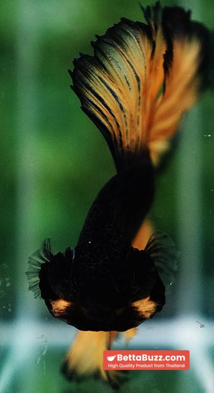 Betta fish Black Pumpkin Sky Hawk Rosetail OHM - Image 9