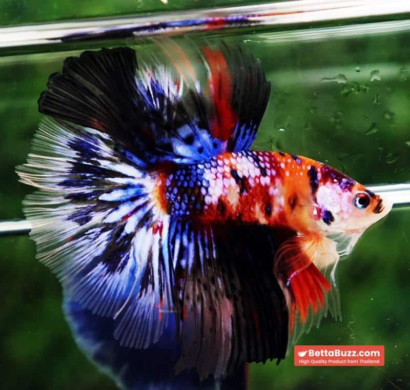 Betta fish HM Multicolor Candy Nemo Hawk - Image 4