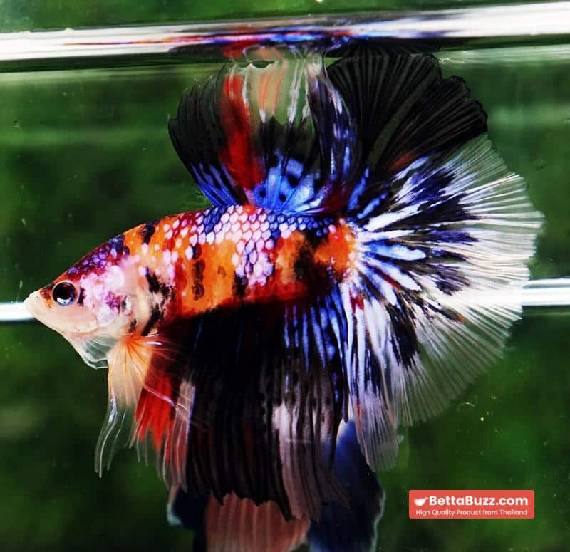 Betta fish HM Multicolor Candy Nemo Hawk - Image 3