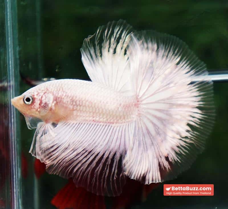 Betta fish HM Platinum White Dragon (Original blood) - Image 4