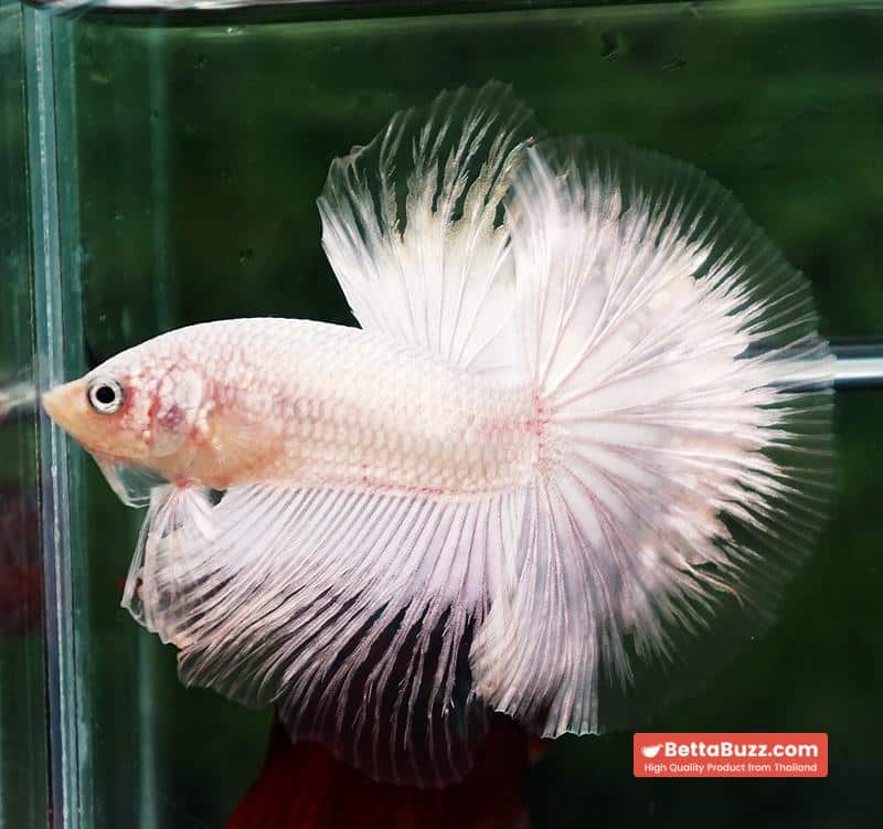 Betta fish HM Platinum White Dragon (Original blood) - Image 6