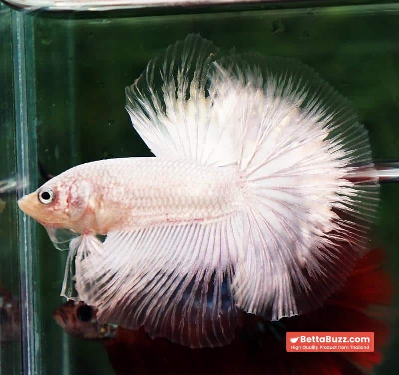 Betta fish HM Platinum White Dragon (Original blood) - Image 2