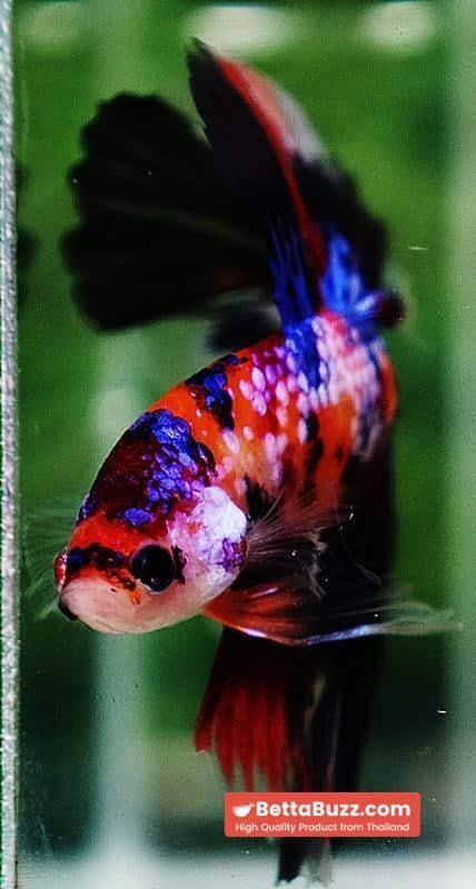 Betta fish HM Multicolor Candy Nemo Hawk - Image 9