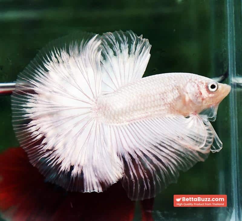 Betta fish HM Platinum White Dragon (Original blood) - Image 5
