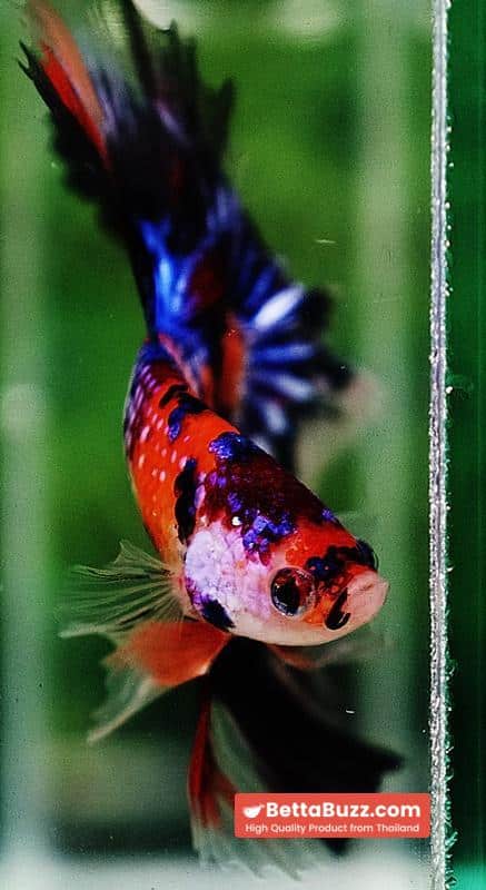 Betta fish HM Multicolor Candy Nemo Hawk - Image 8