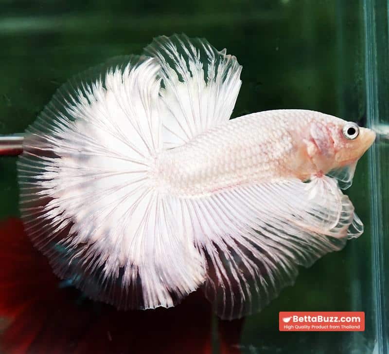 Betta fish HM Platinum White Dragon (Original blood) - Image 3