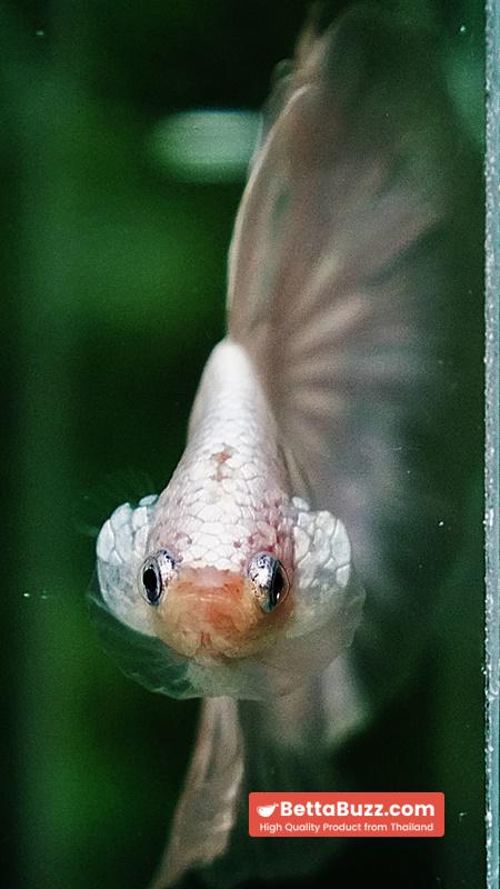Betta fish HM Platinum White Dragon (Original blood) - Image 8