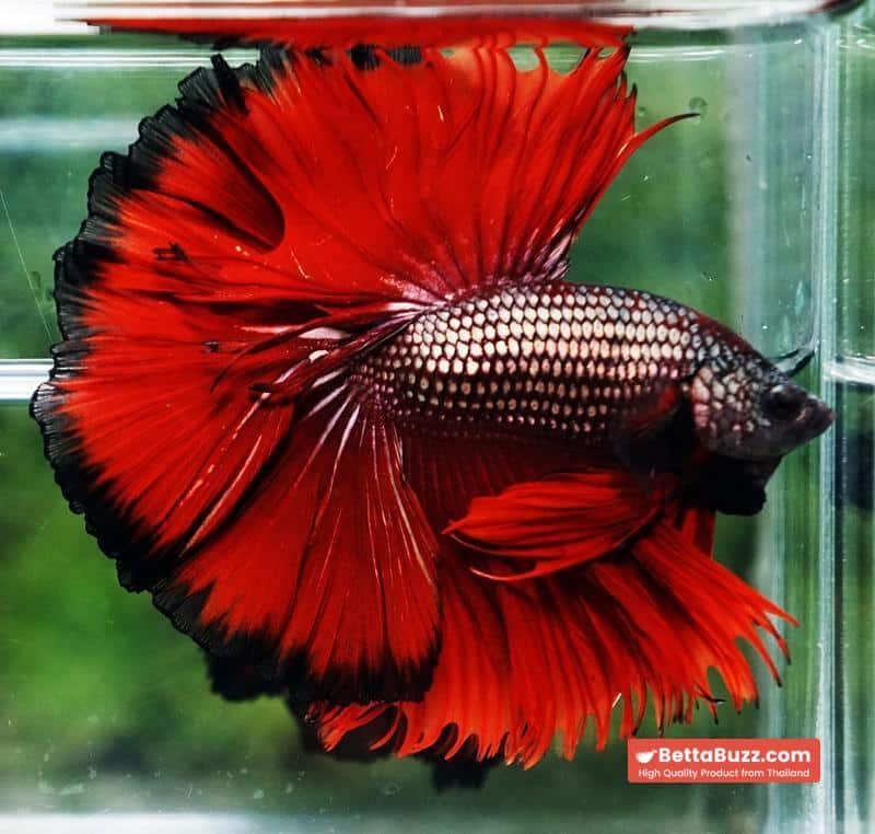 Betta fish King Hell Copper Black Ring Sky Hawk (Very Large) OHM - Image 3
