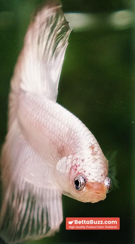 Betta fish HM Platinum White Dragon (Original blood) - Image 7