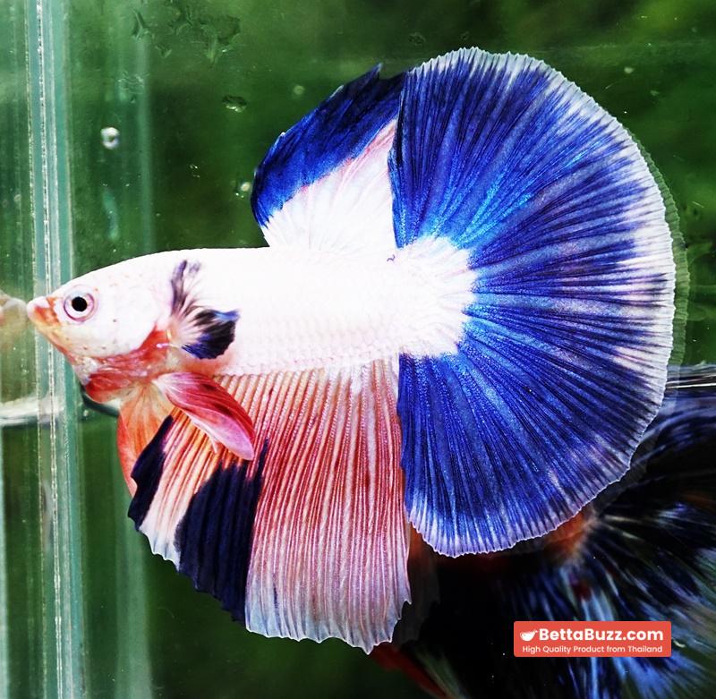 Betta fish HM Magical Pink Blue Marble - Image 5
